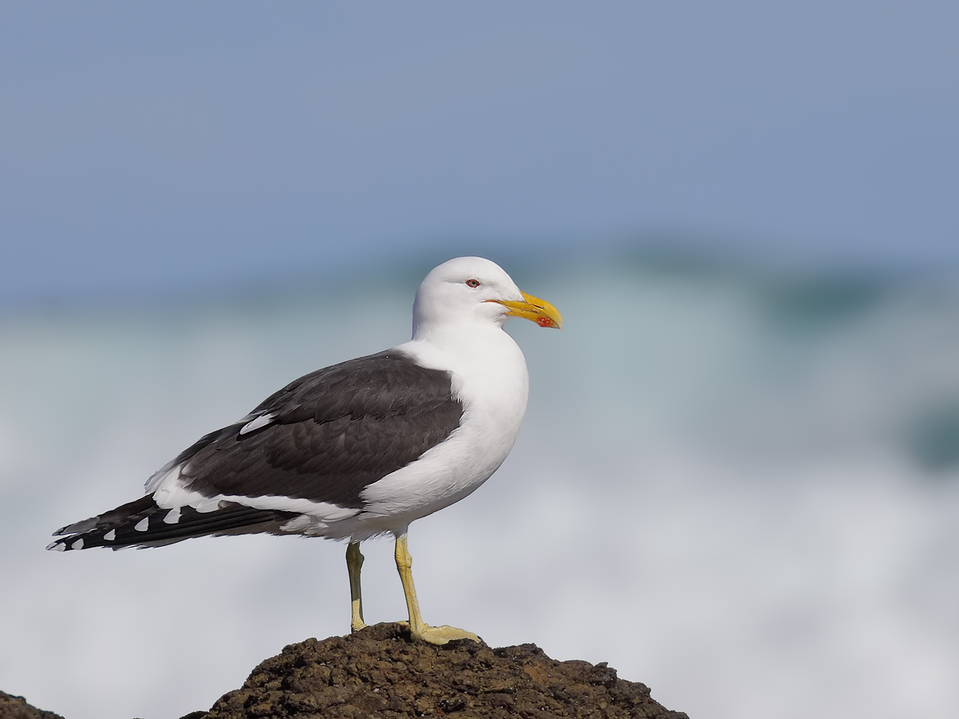 Kelp Gull (Image ID 32329)