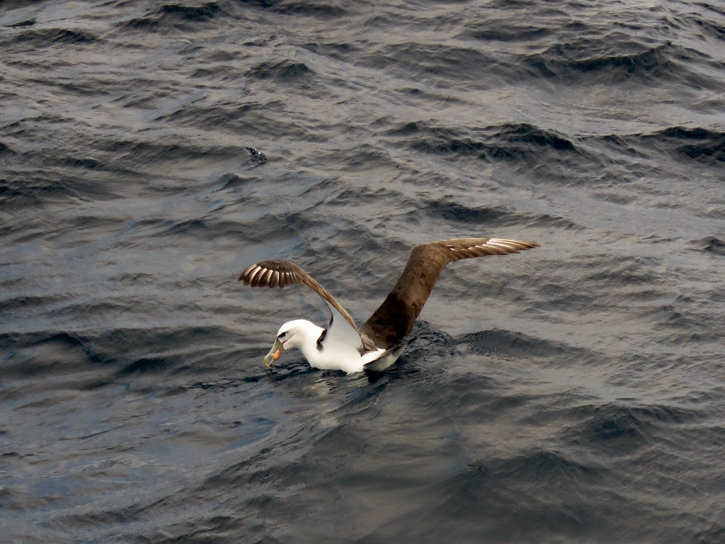 Shy Albatross (Image ID 32206)