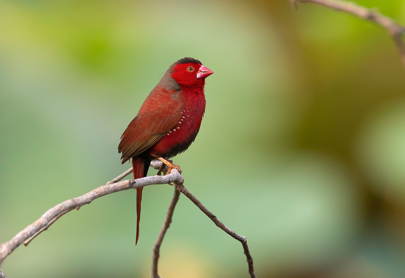 Black-bellied Crimson Finch (Image ID 32371)