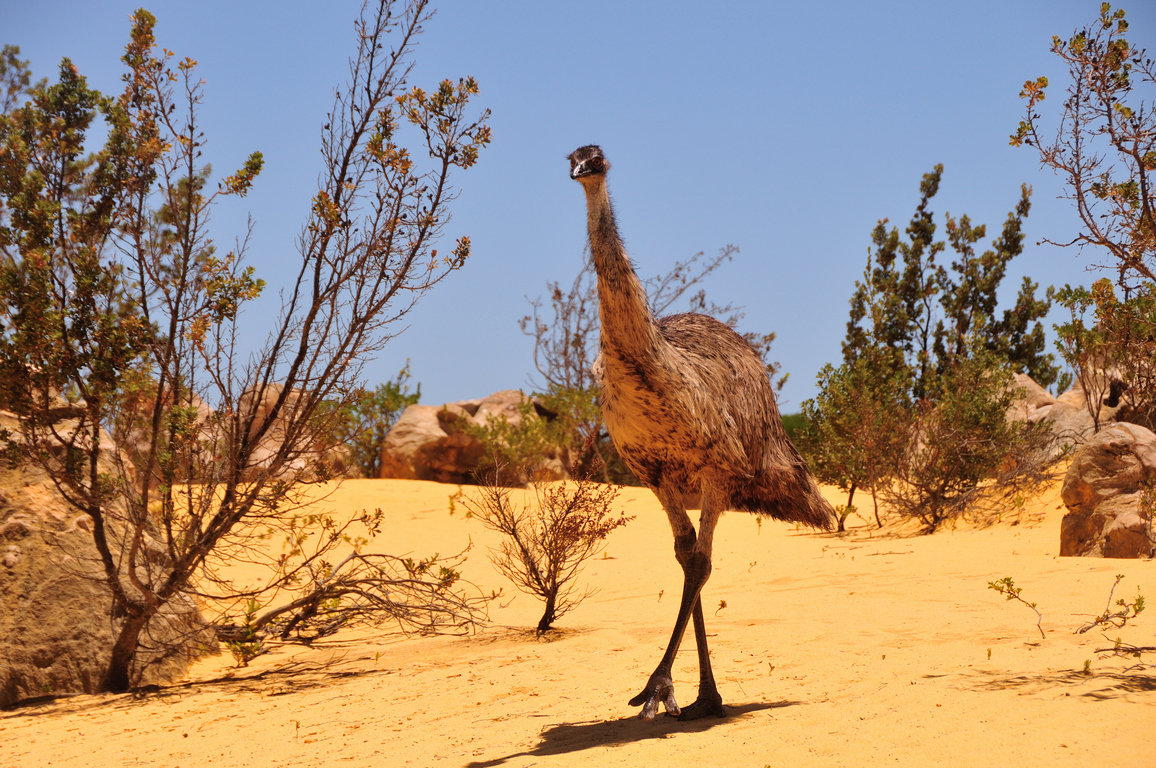 Emu (Image ID 32352)