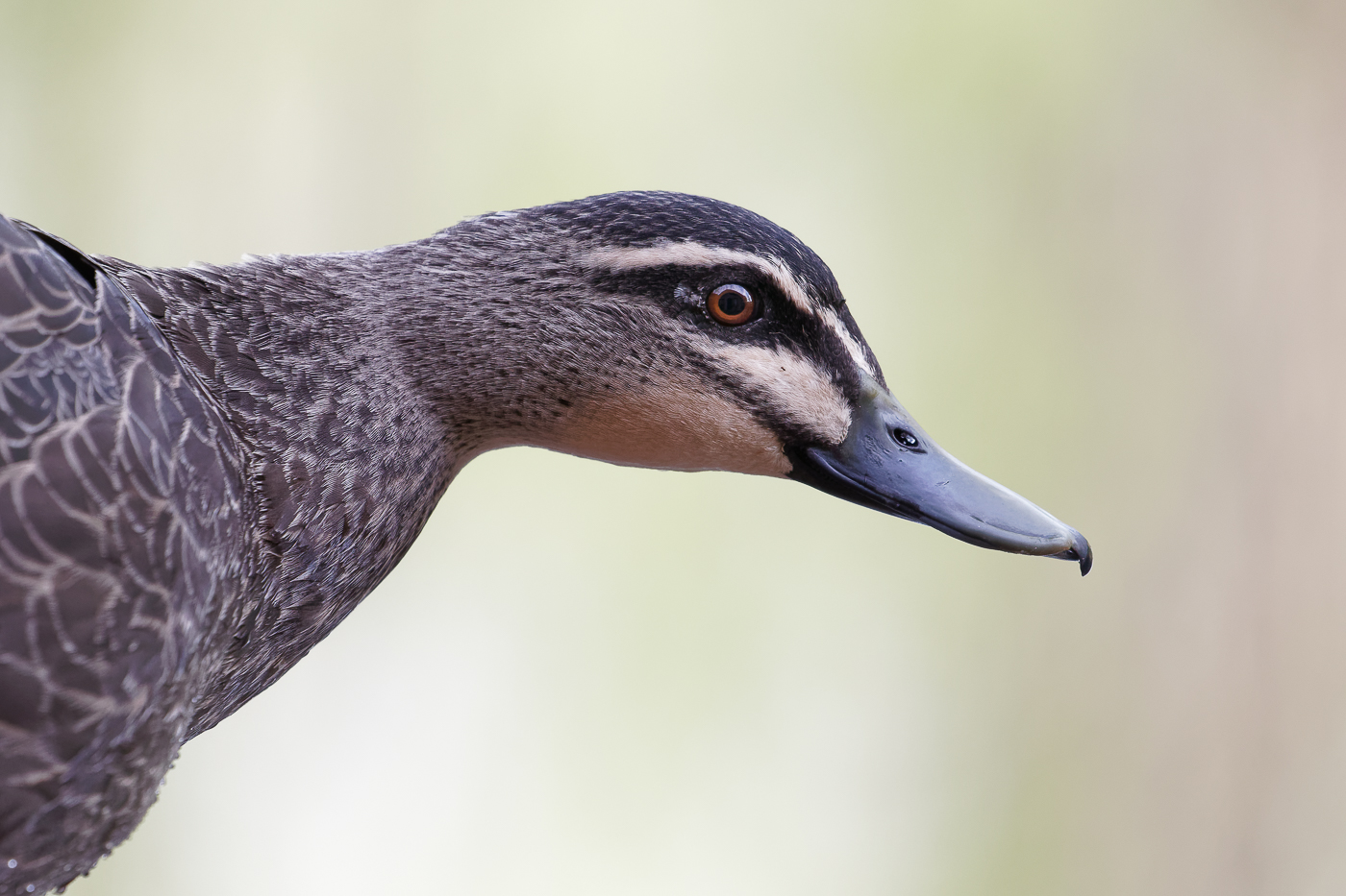 Pacific Black Duck (Image ID 32405)