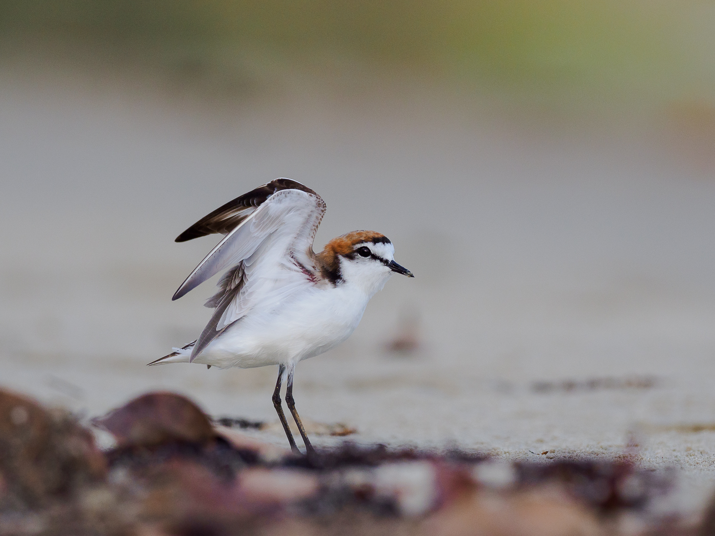 Red-capped Plover (Image ID 32360)