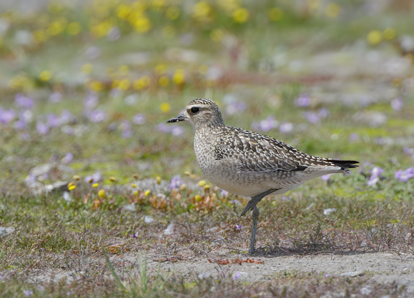 Grey Plover (Image ID 32733)