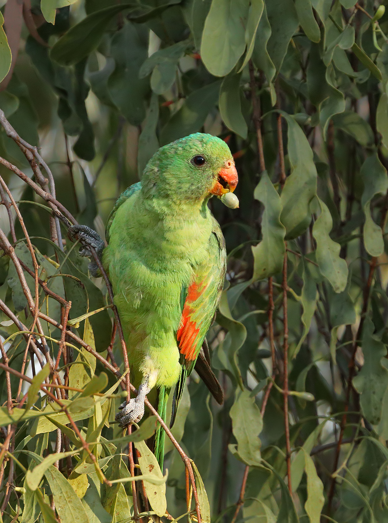Red-winged Parrot (Image ID 32687)
