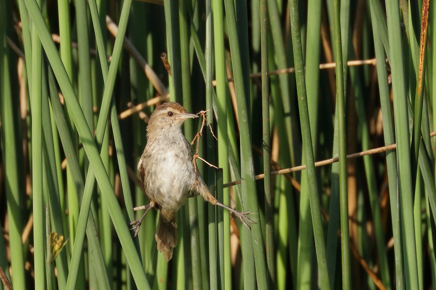 Little Grassbird (Image ID 32605)