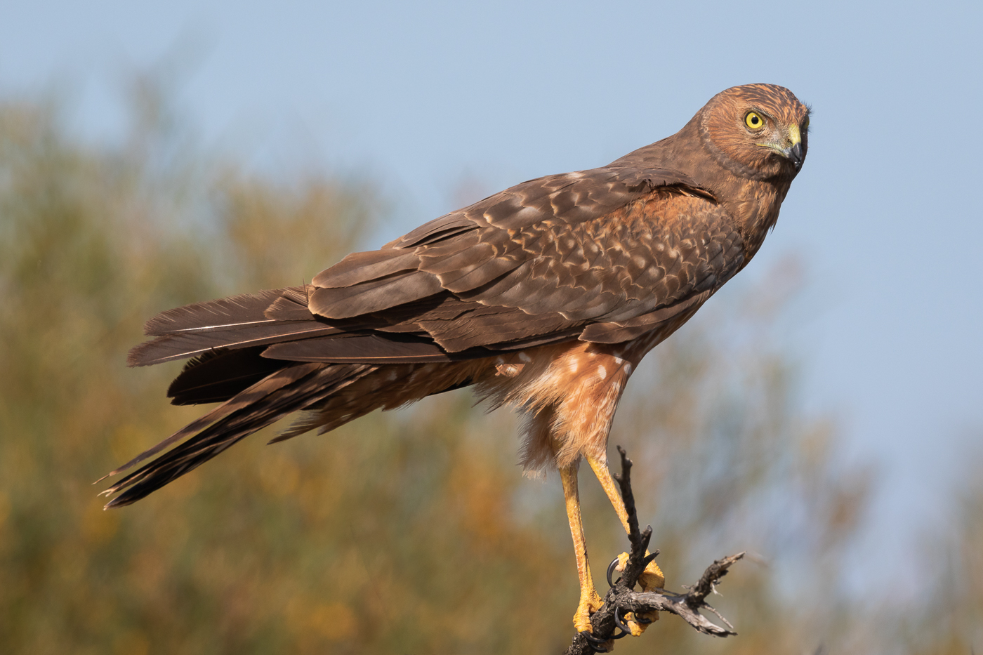 Spotted Harrier (Image ID 32471)