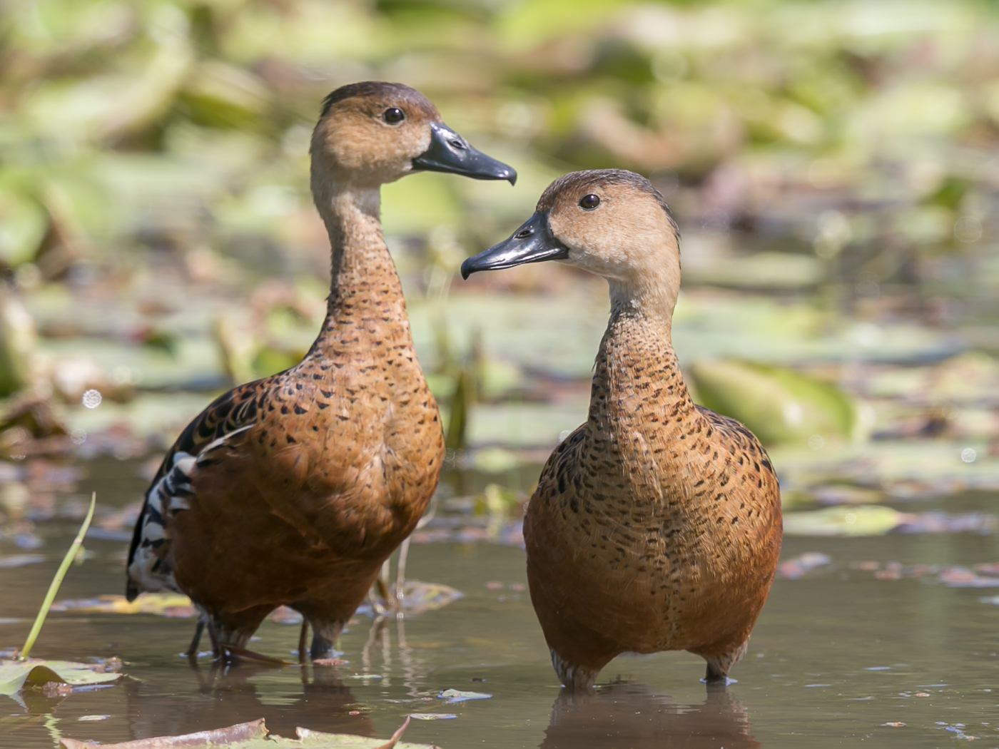 Wandering Whistling-Duck (Image ID 32725)