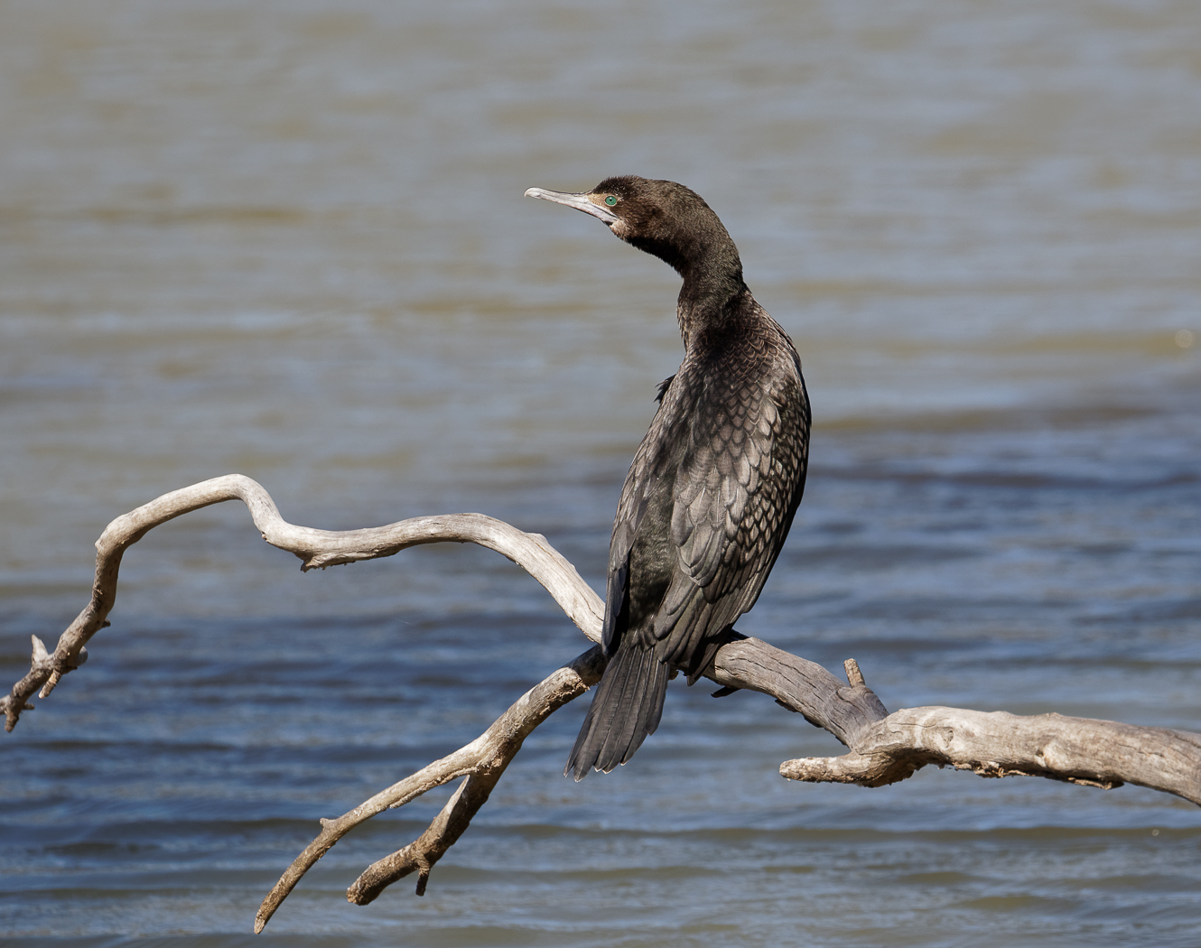 Little Black Cormorant (Image ID 32463)