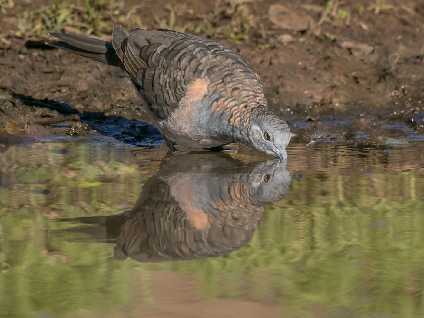 Bar-shouldered Dove (Image ID 32773)