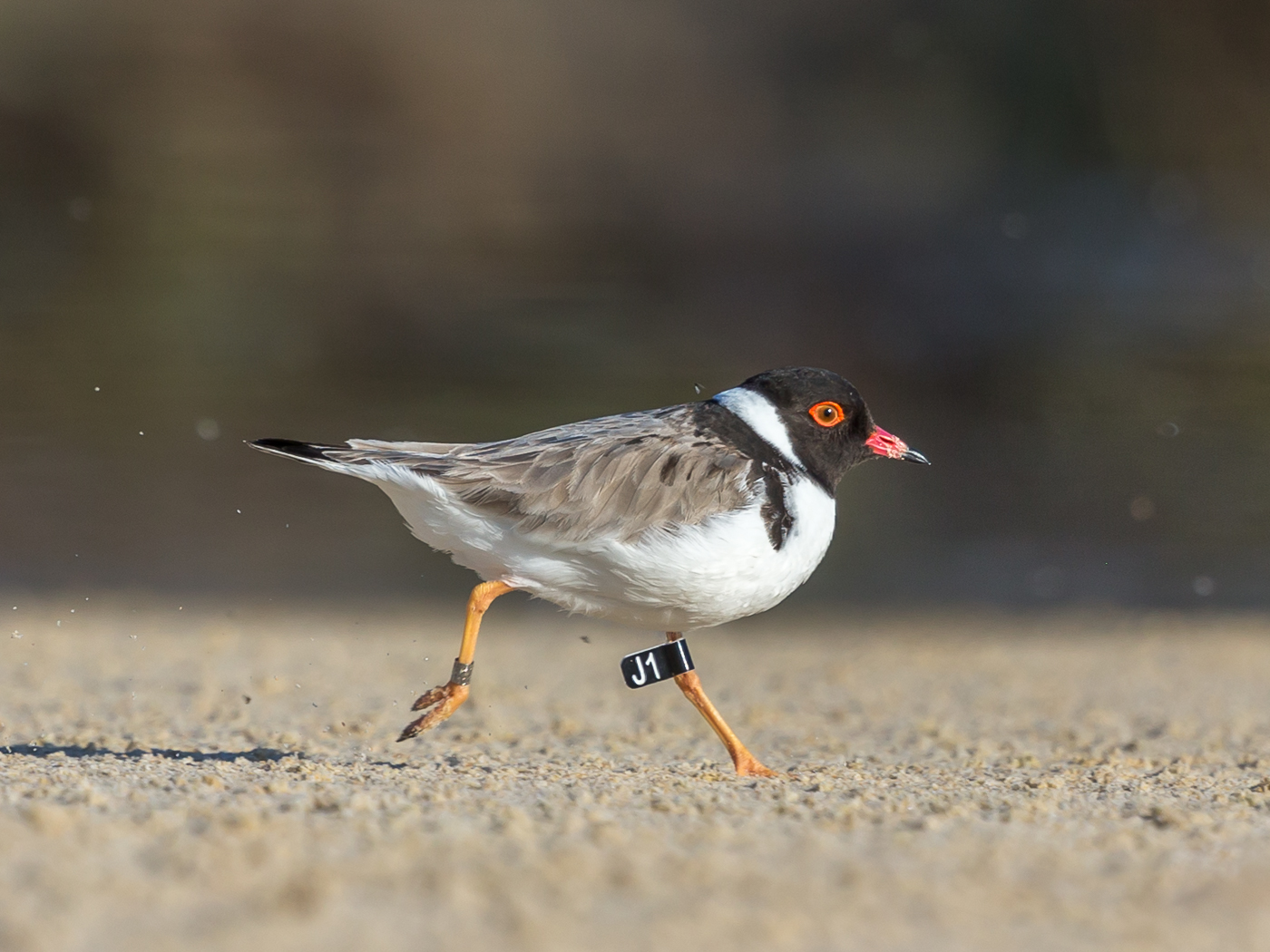 Hooded Plover (Image ID 32833)