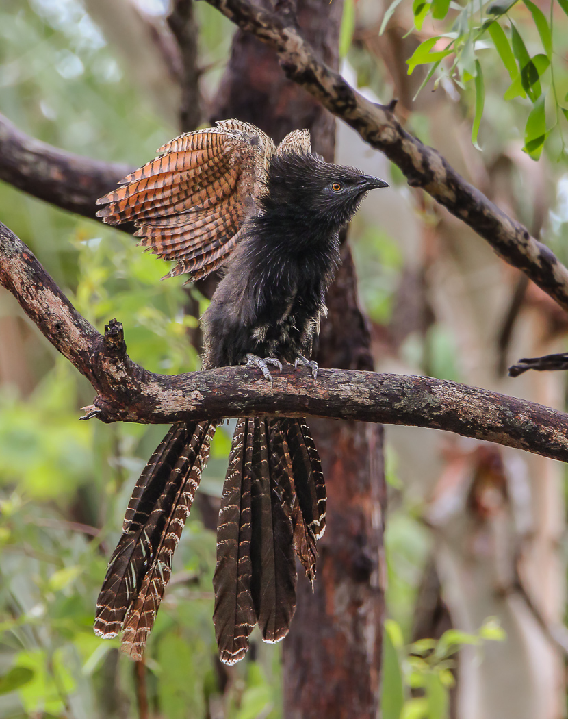 Pheasant Coucal (Image ID 32531)