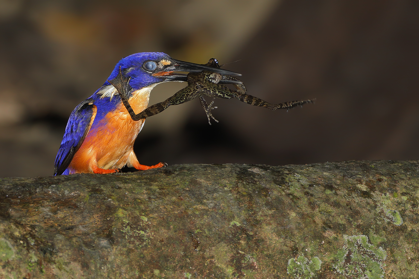 Azure Kingfisher (Image ID 32588)