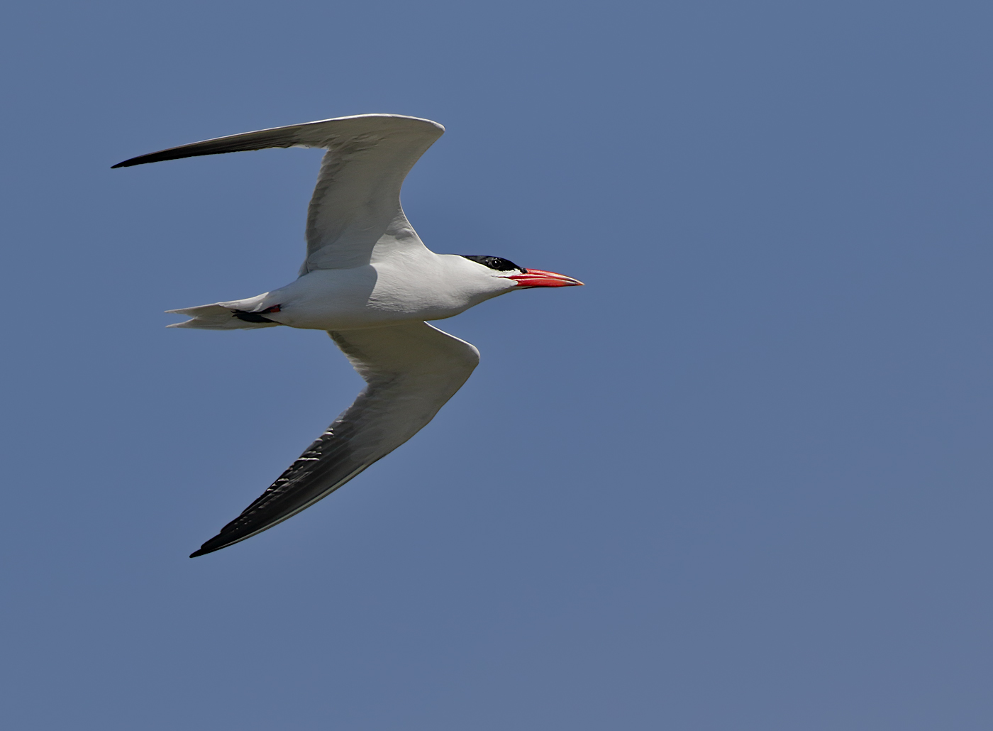 Caspian Tern (Image ID 32732)