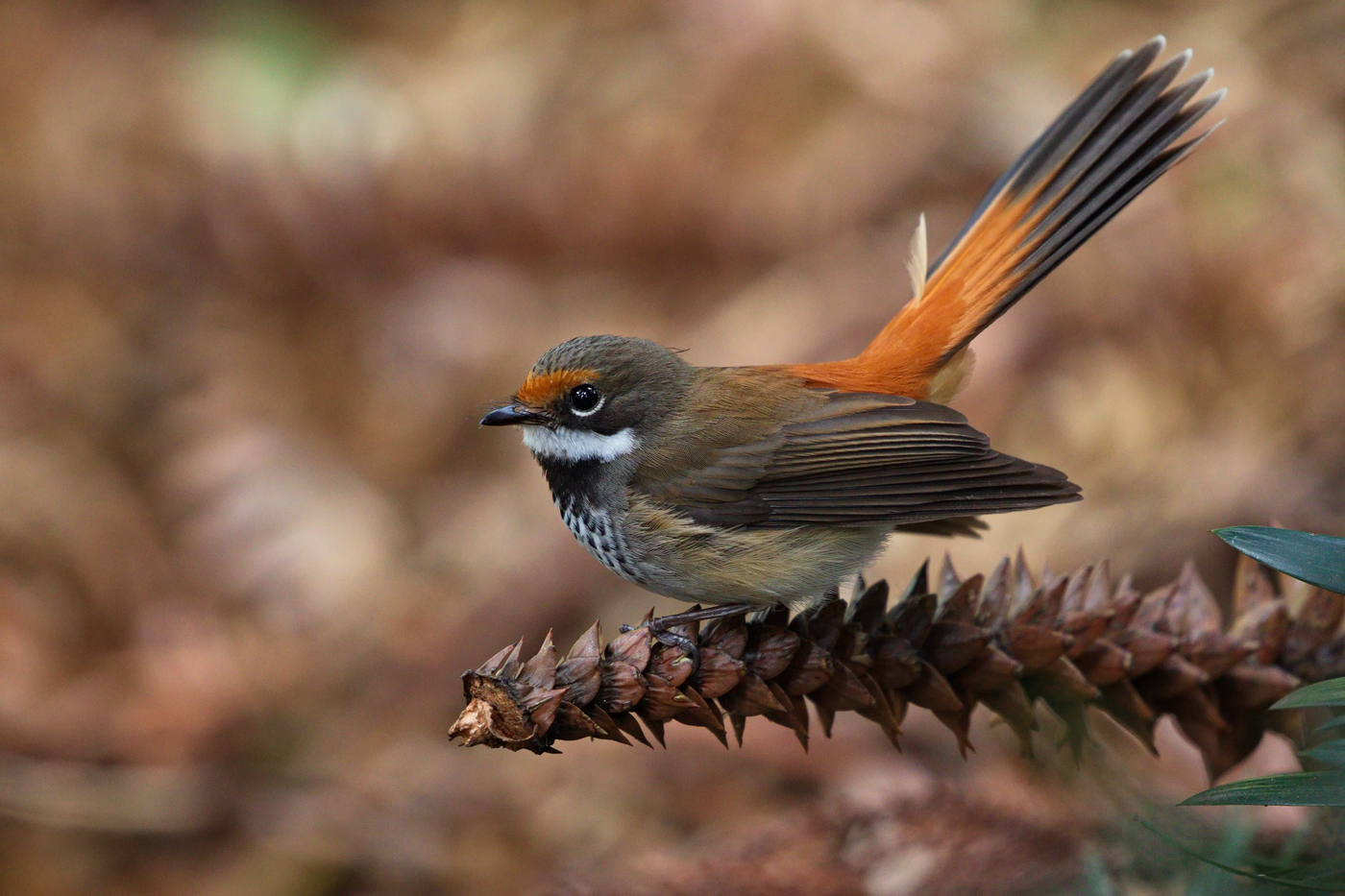 Rufous Fantail (Image ID 32817)