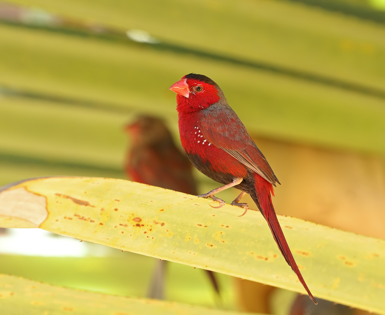 Black-bellied Crimson Finch (Image ID 32881)