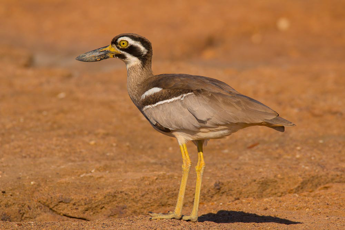 Beach Stone-curlew (Image ID 32482)