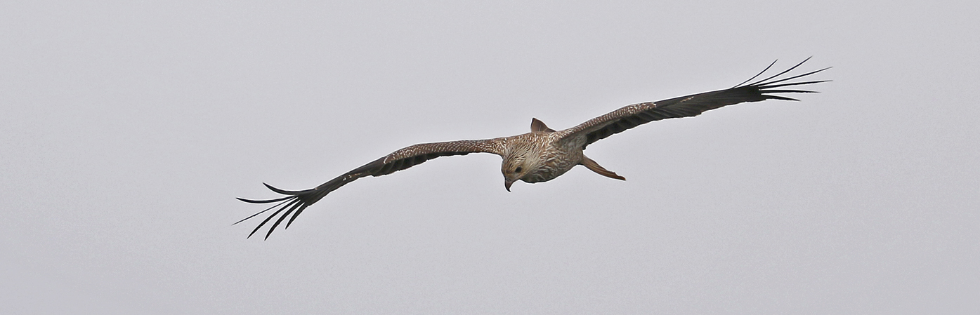 Whistling Kite (Image ID 32808)