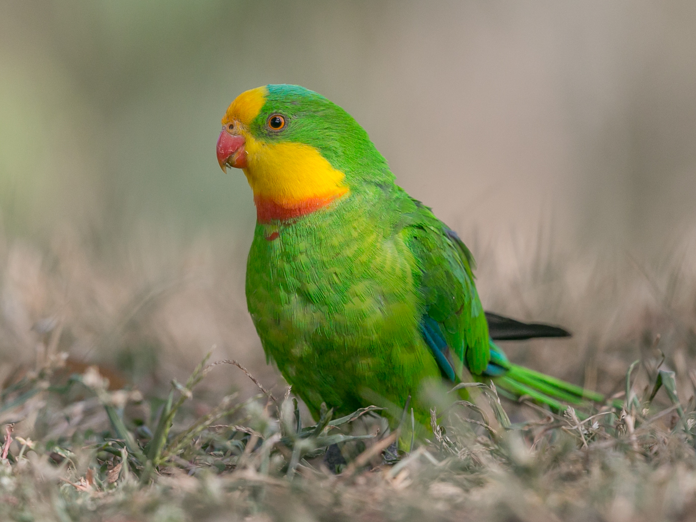 Superb Parrot (Image ID 32838)