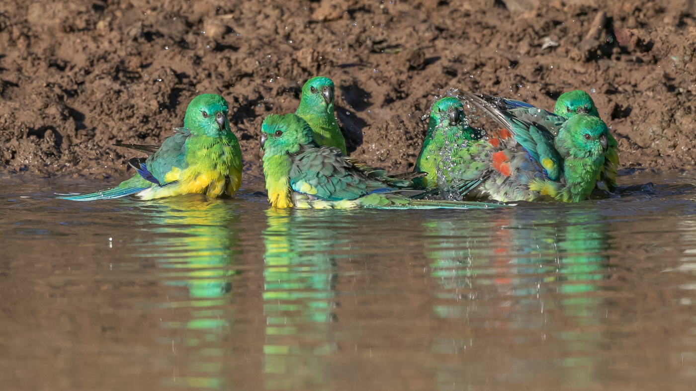 Red-rumped Parrot (Image ID 32840)