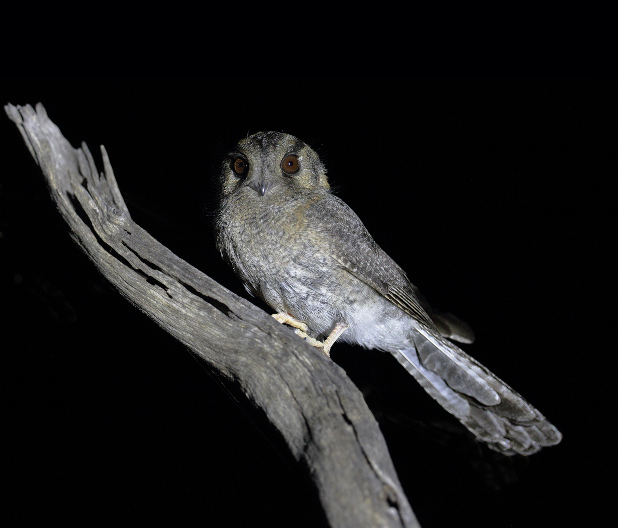 Australian Owlet-nightjar (Image ID 32465)