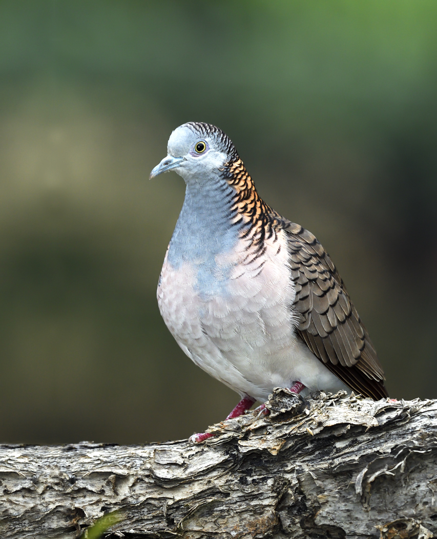 Bar-shouldered Dove (Image ID 32672)