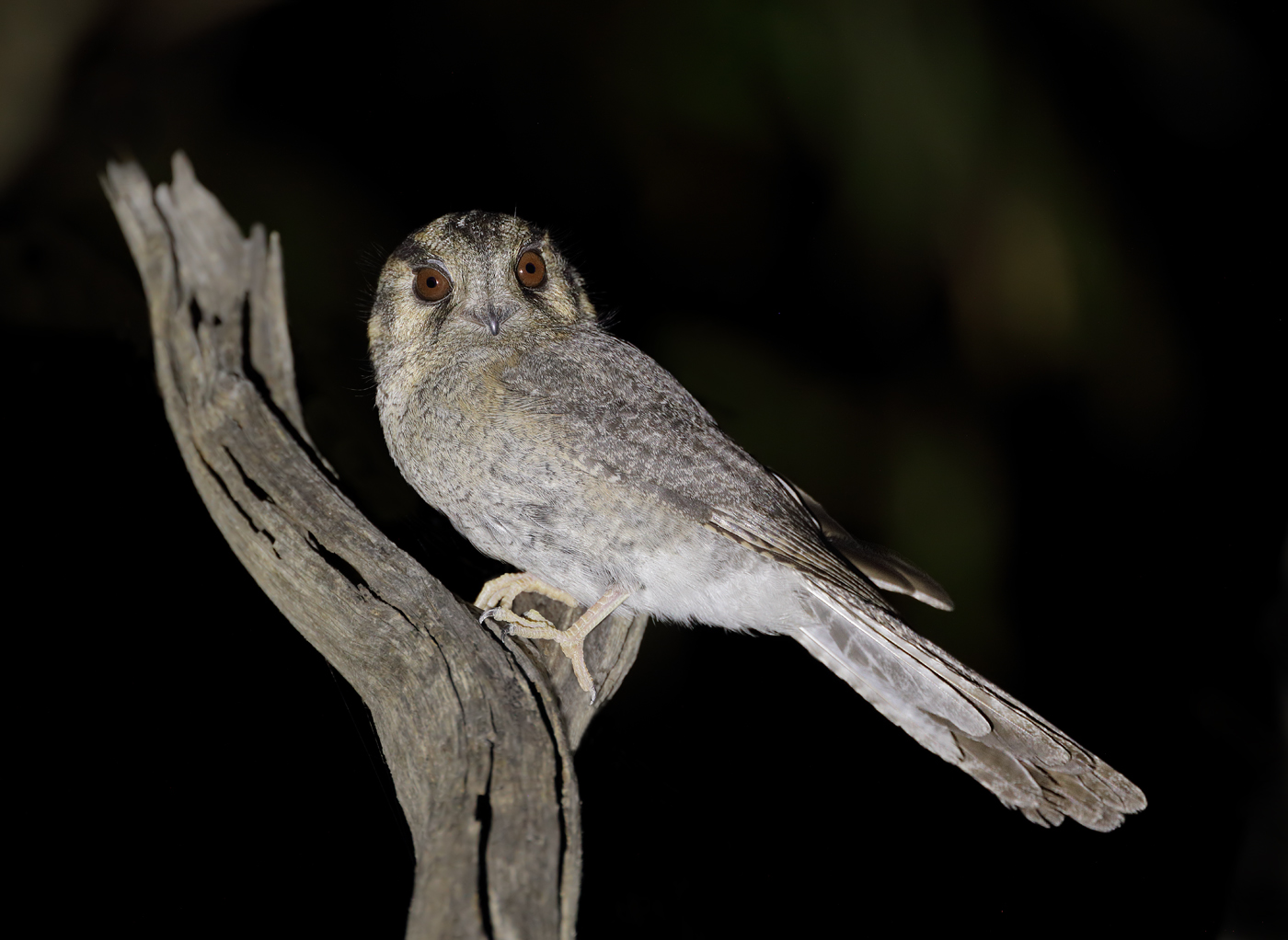 Australian Owlet-nightjar (Image ID 32600)