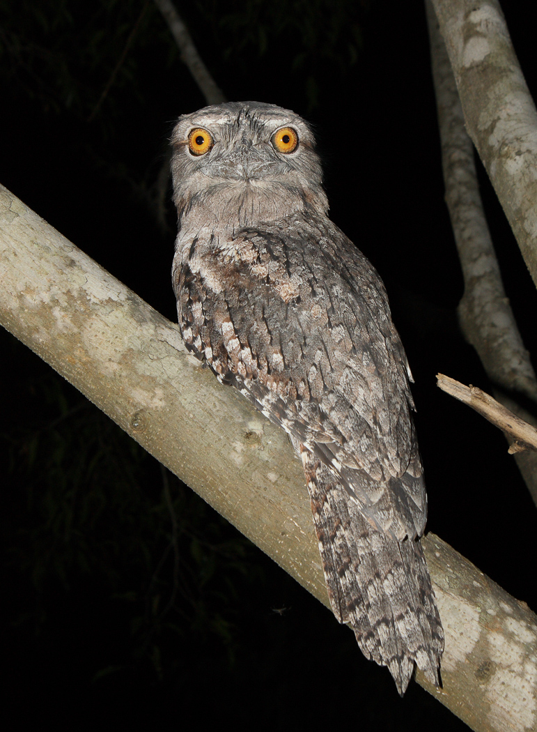 Tawny Frogmouth (Image ID 32614)