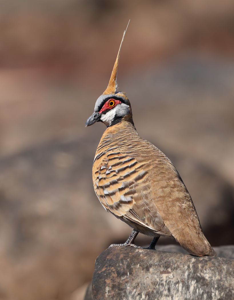 Spinifex Pigeon (Image ID 32450)