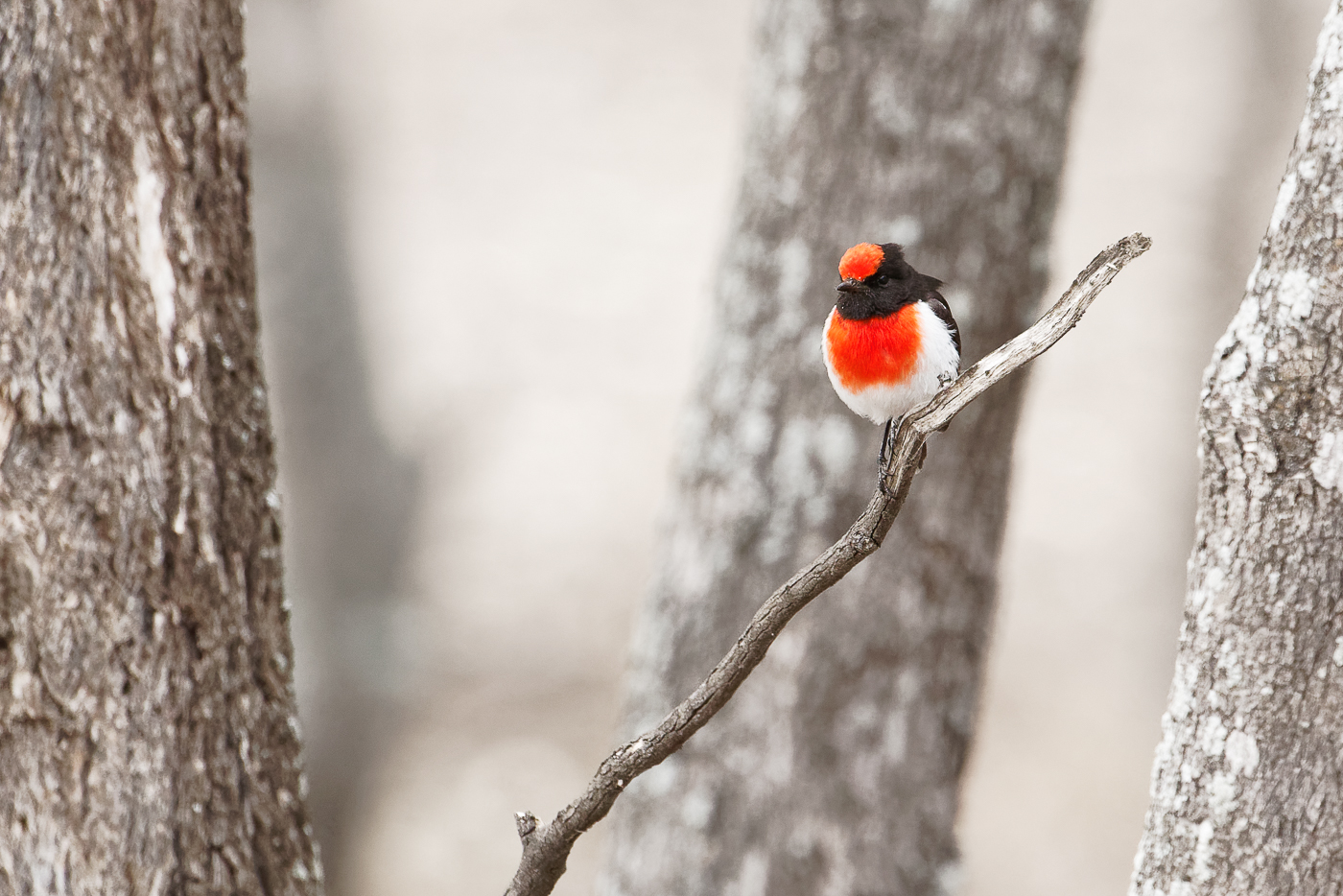 Red-capped Robin (Image ID 32500)