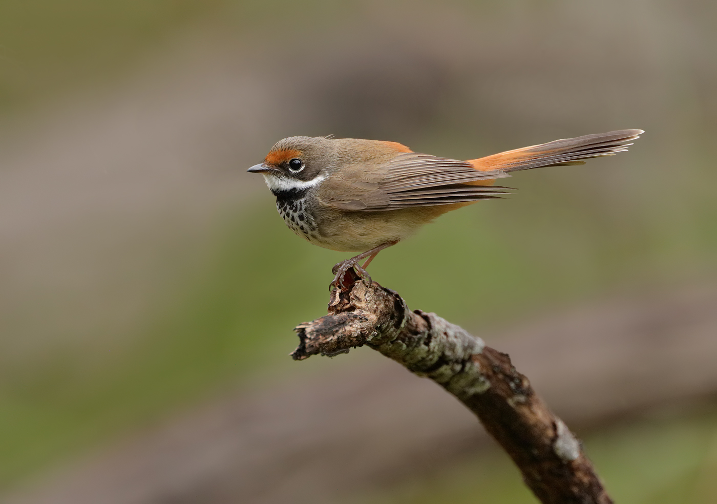 Rufous Fantail (Image ID 32624)