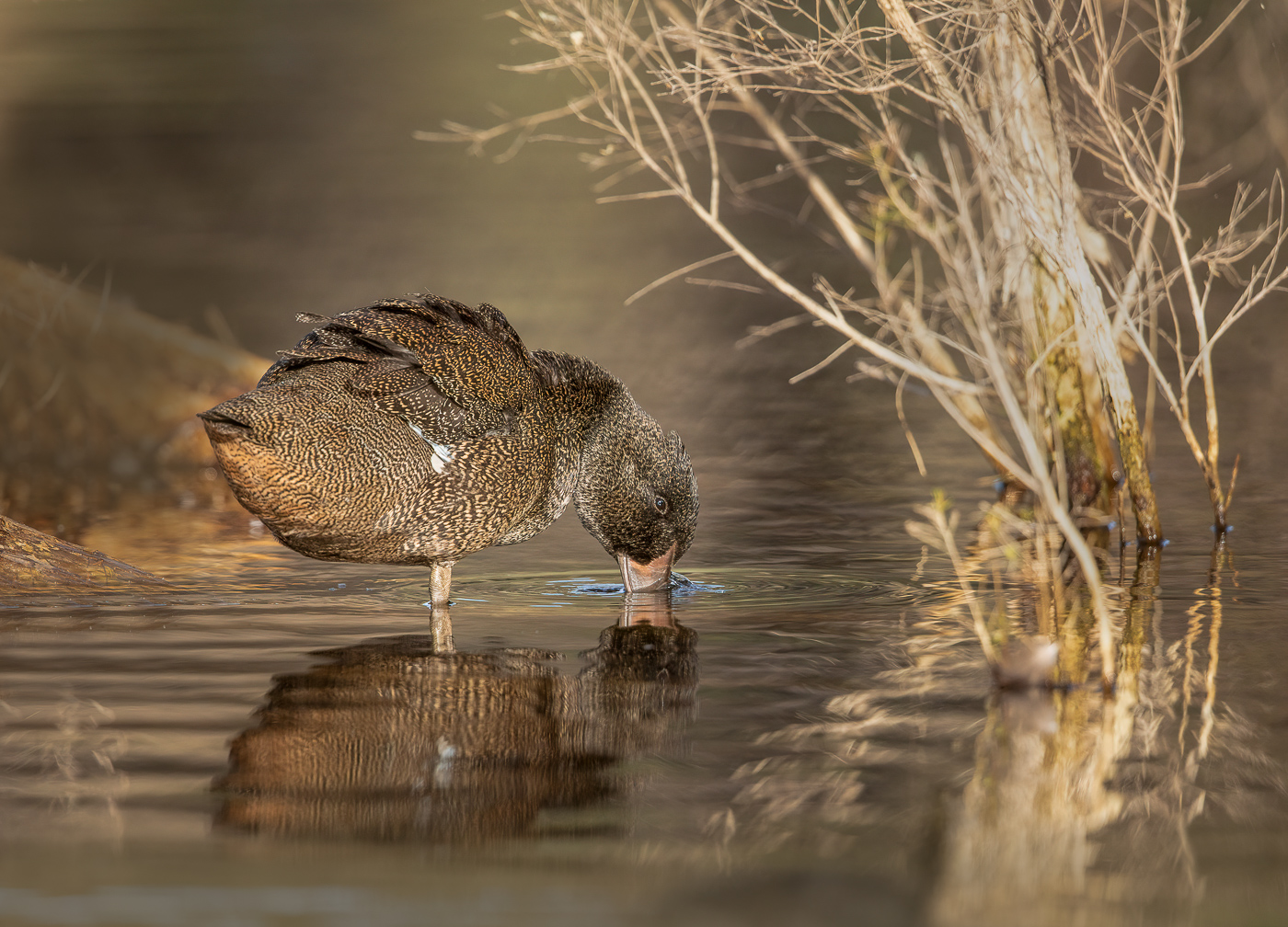 Freckled Duck (Image ID 32492)