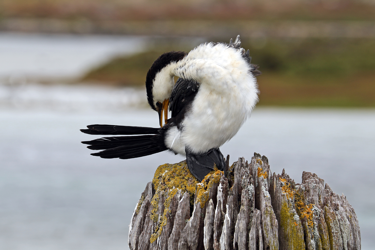 Little Pied Cormorant (Image ID 32750)