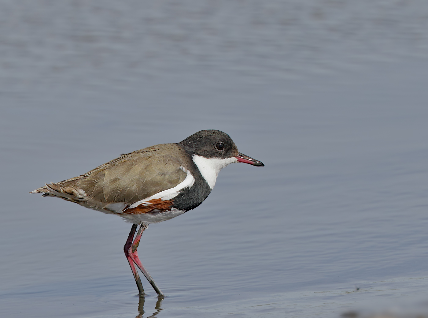 Red-kneed Dotterel (Image ID 32769)