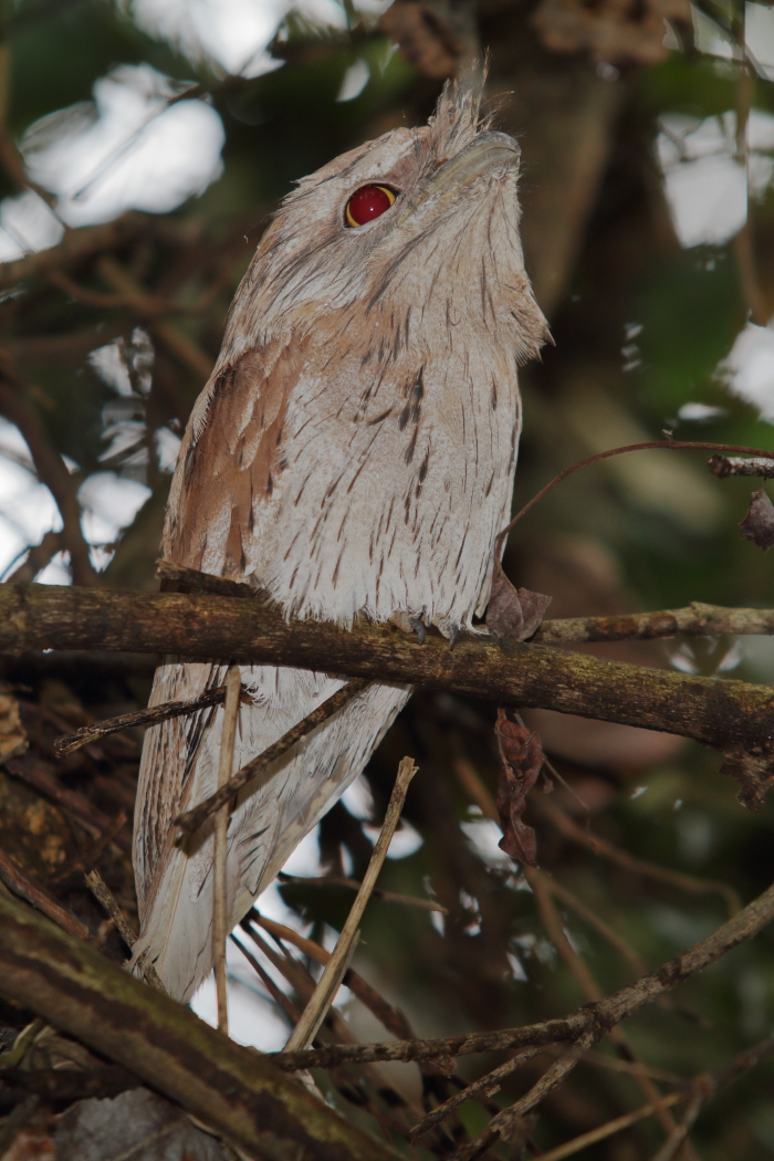 Tawny Frogmouth (Image ID 32604)