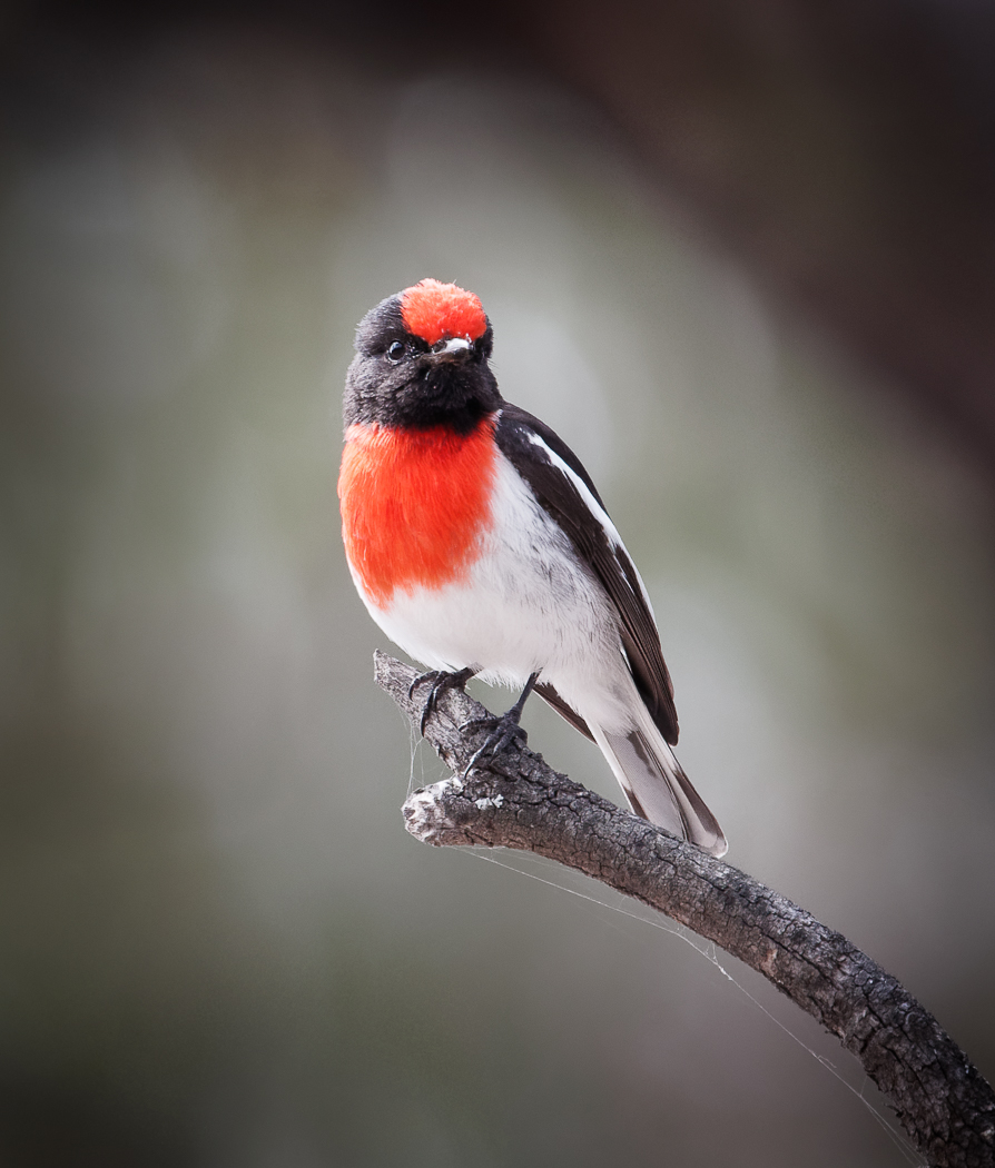 Red-capped Robin (Image ID 32584)