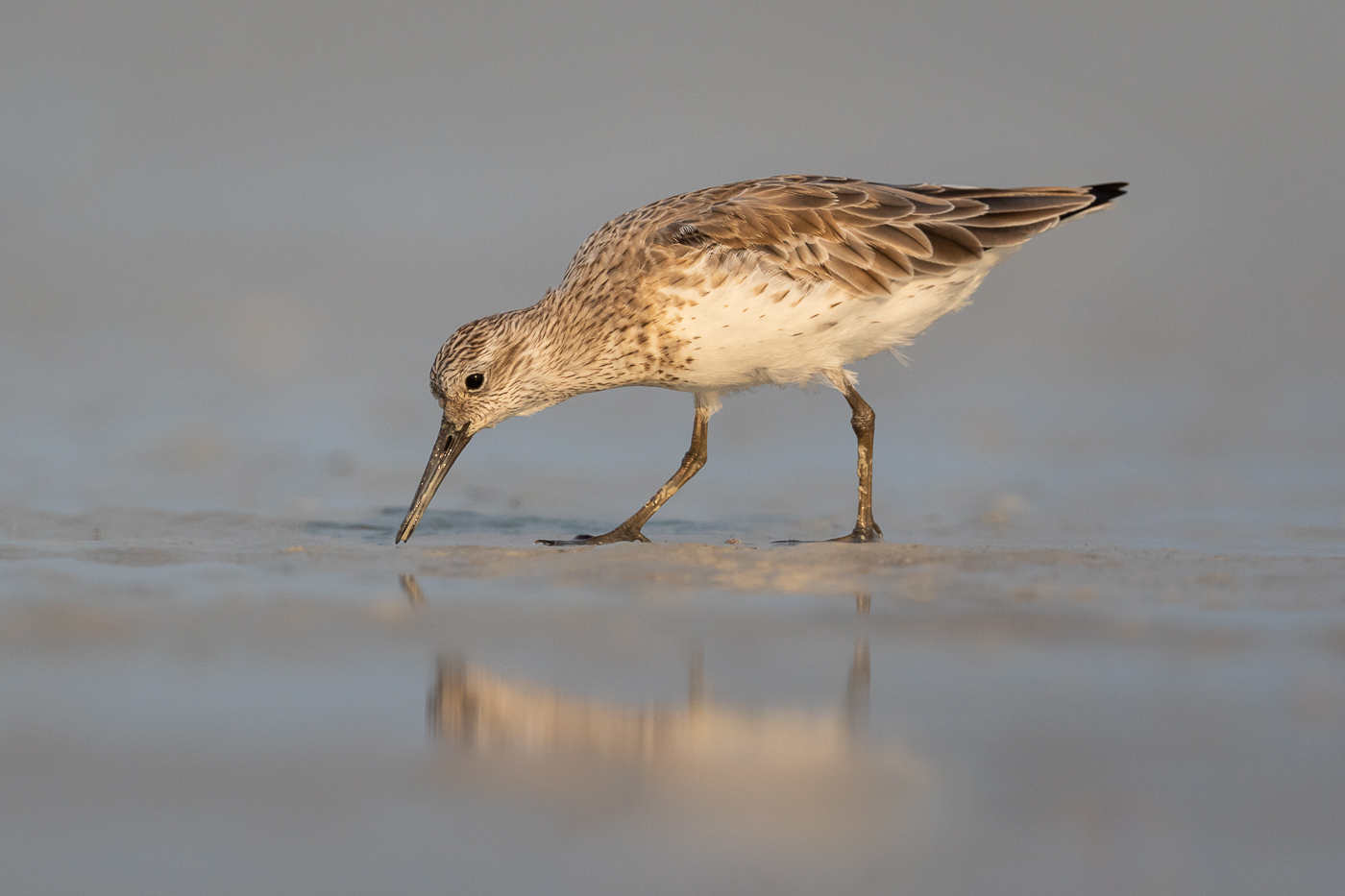 Great Knot (Image ID 32622)