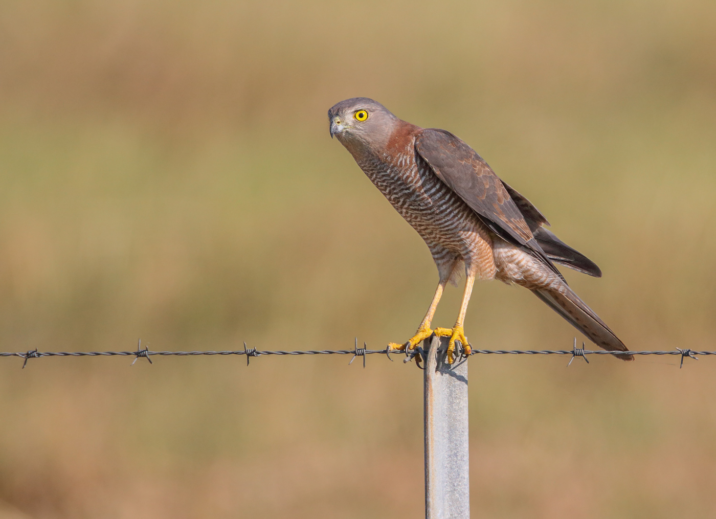 Collared Sparrowhawk (Image ID 32768)