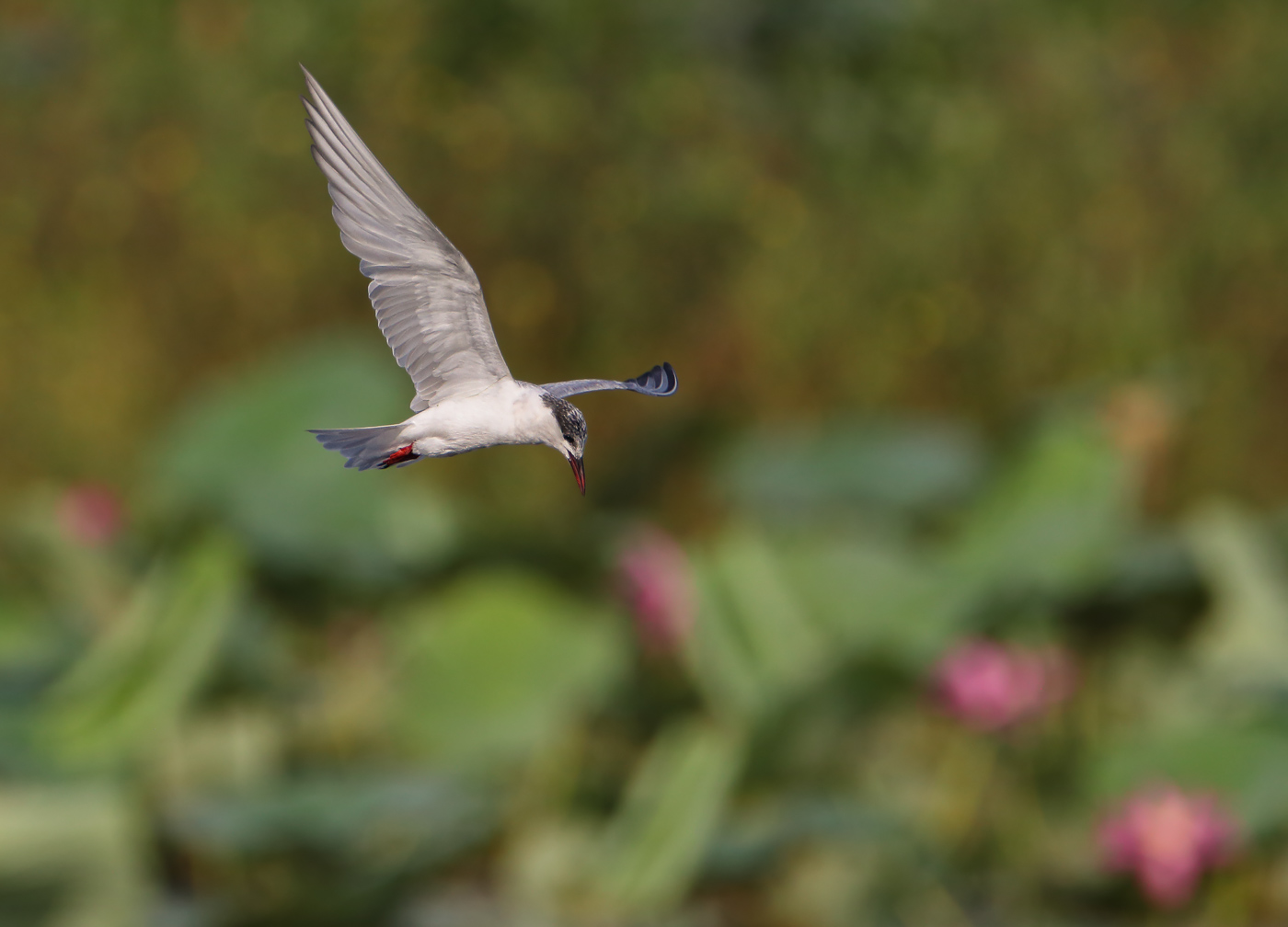 Whiskered Tern (Image ID 32505)