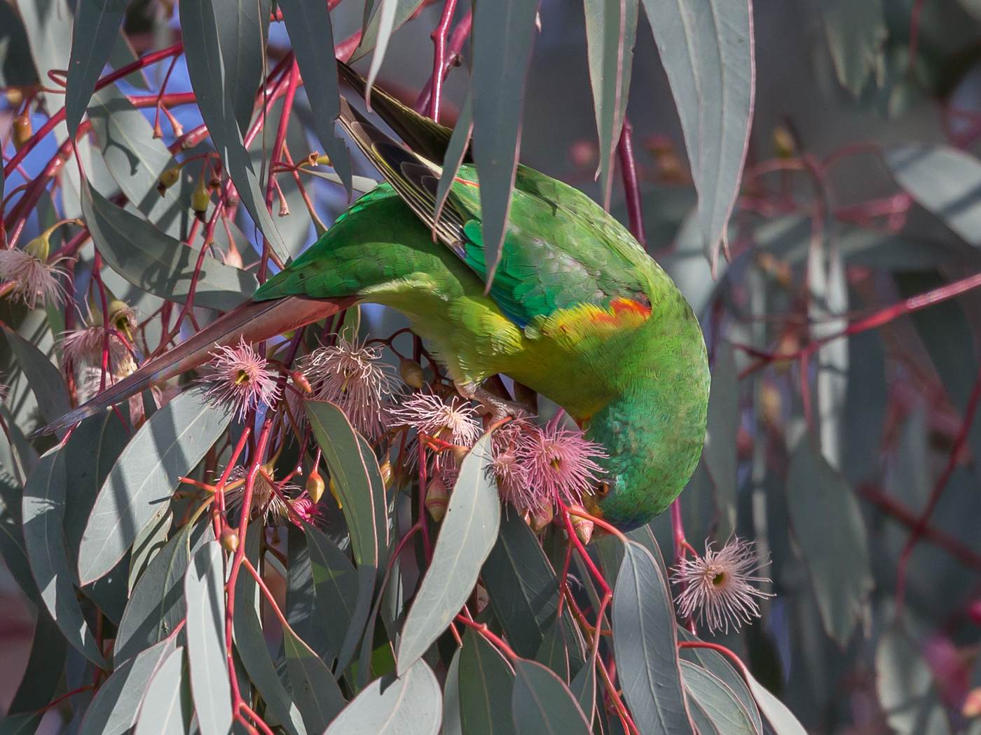 Swift Parrot (Image ID 32845)