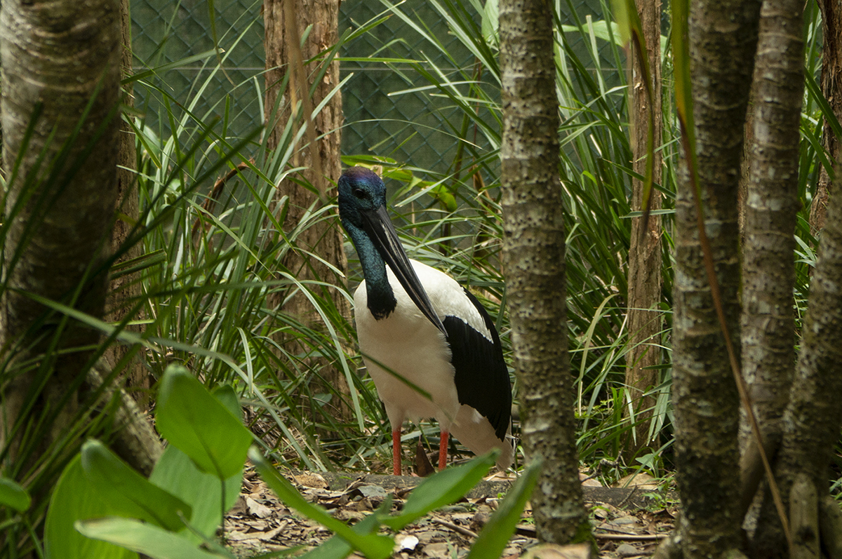 Black-necked Stork (Image ID 32582)