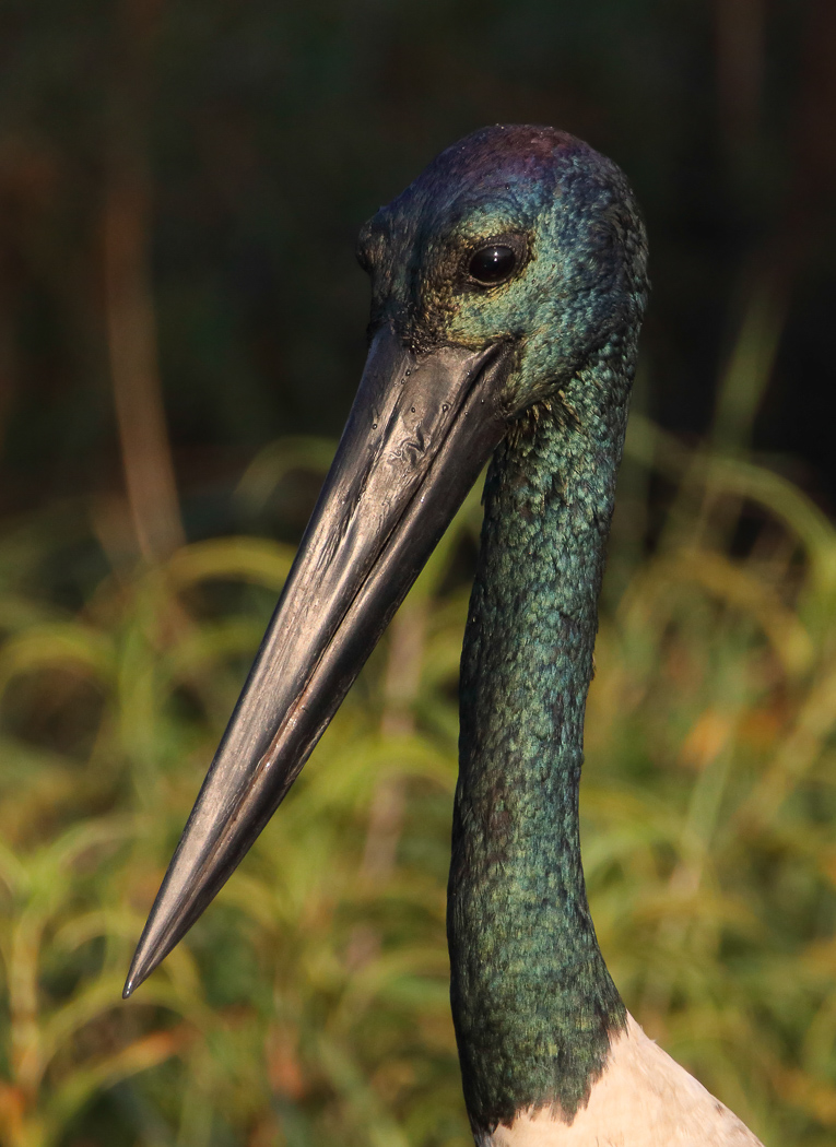 Black-necked Stork (Image ID 32784)