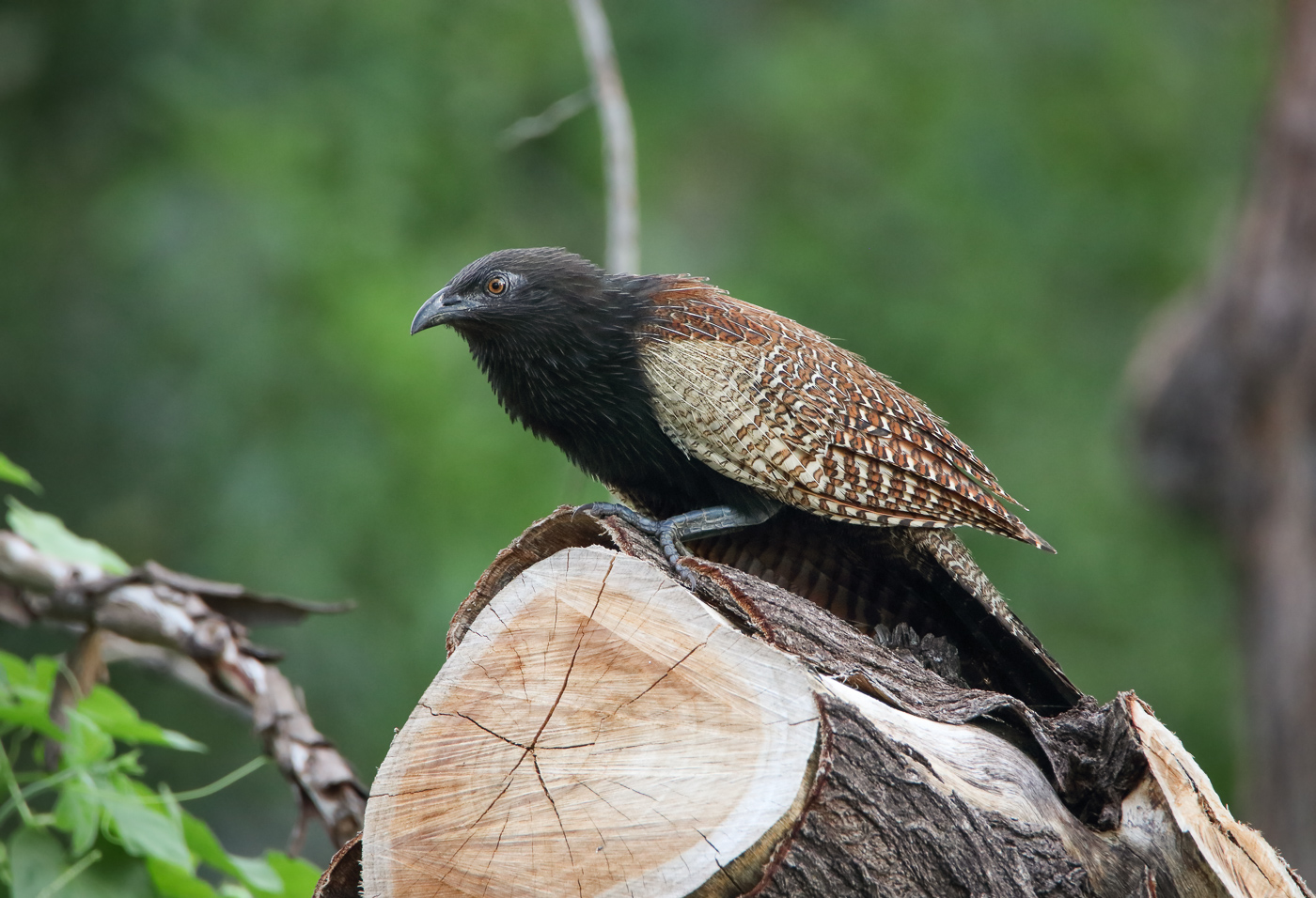 Pheasant Coucal (Image ID 32803)