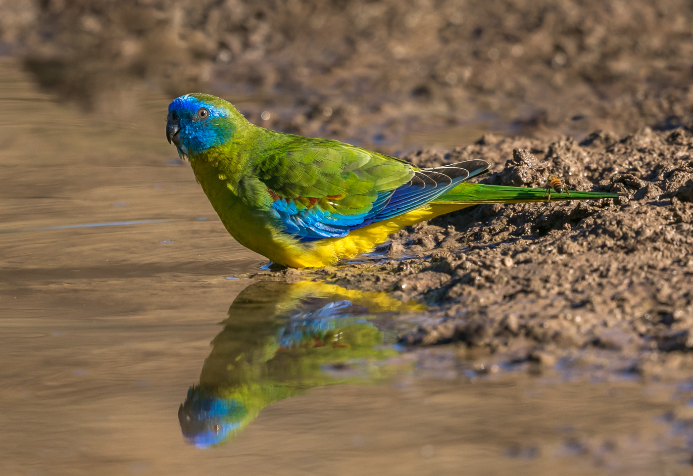 Turquoise Parrot (Image ID 32846)