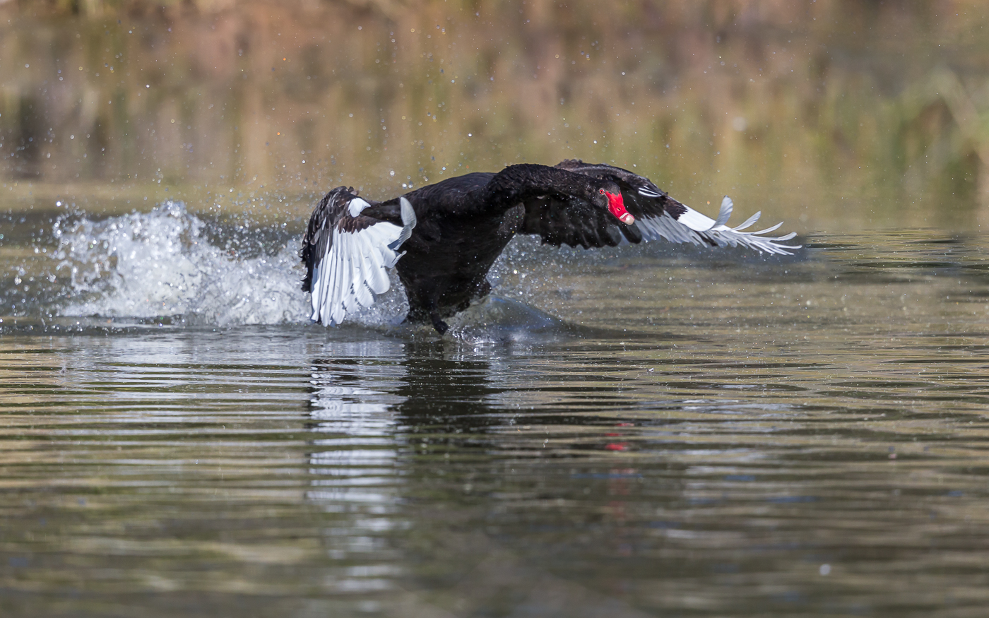 Black Swan (Image ID 32496)