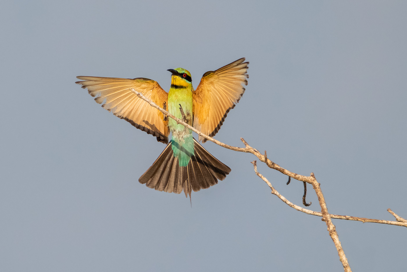 Rainbow Bee-eater (Image ID 32448)