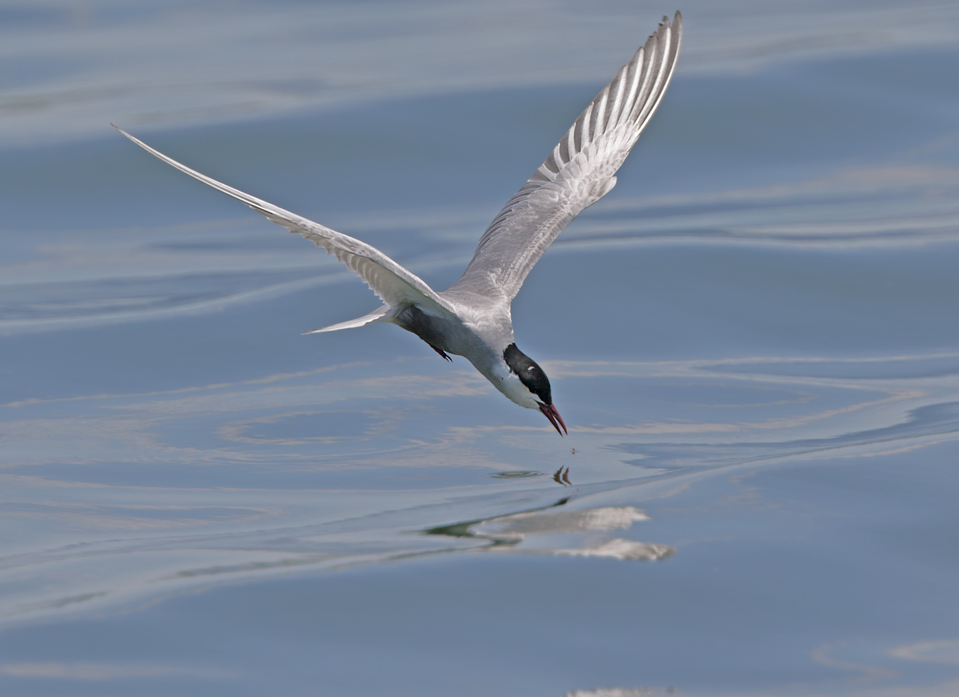 Whiskered Tern (Image ID 32734)