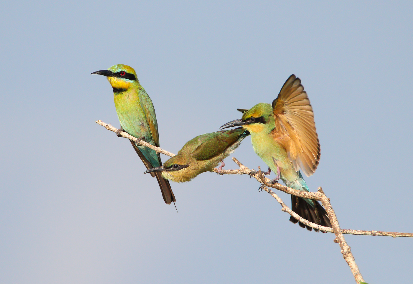 Rainbow Bee-eater (Image ID 32447)