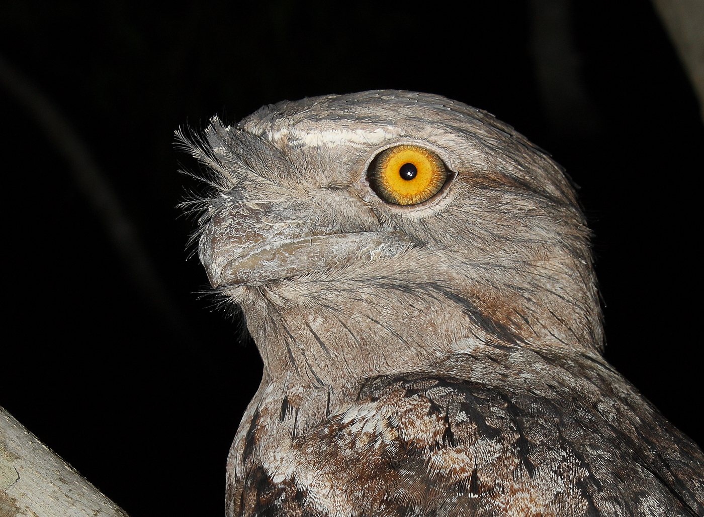 Tawny Frogmouth (Image ID 32613)
