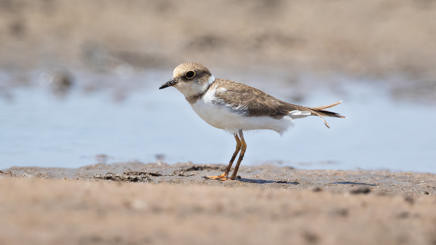 Little Ringed Plover (Image ID 32771)