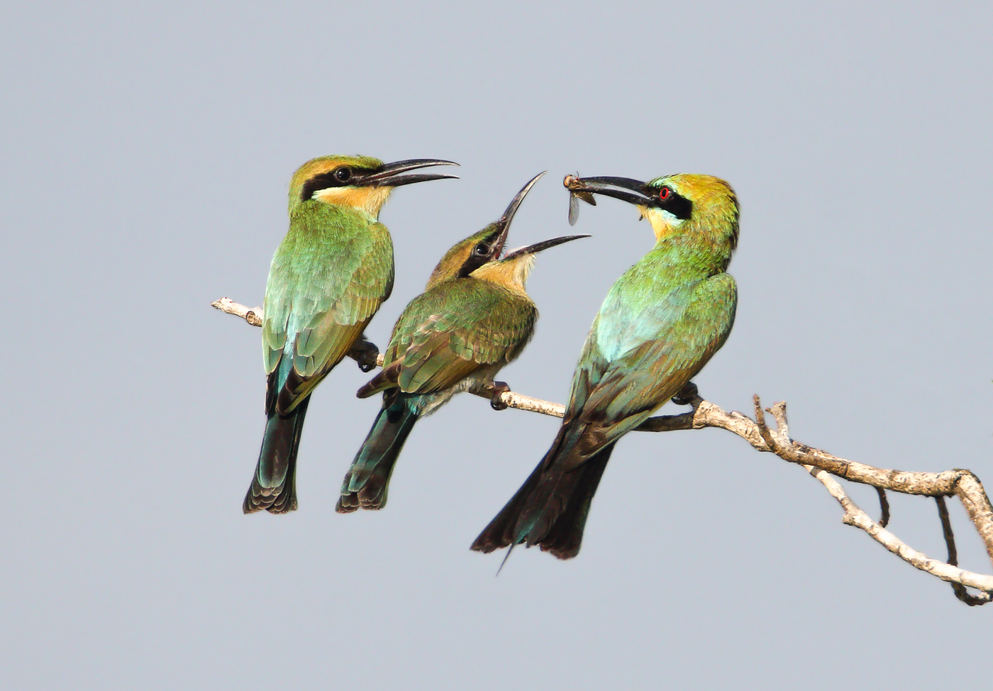 Rainbow Bee-eater (Image ID 32446)